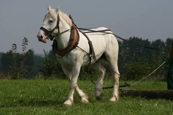 木の後ろで働く馬は — ストック写真