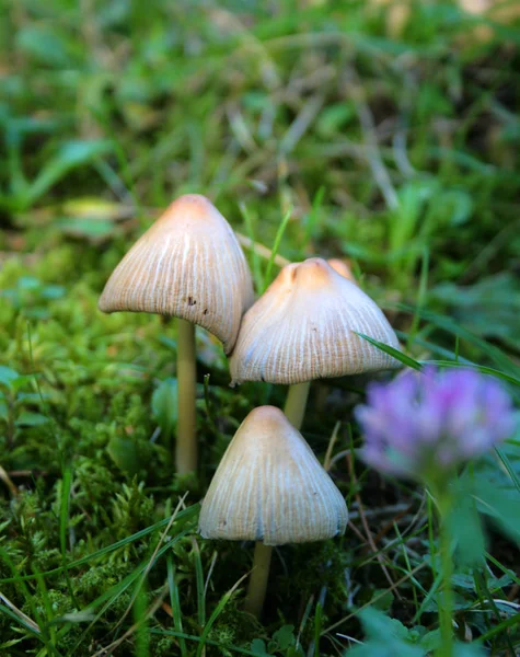 Ormanda Büyüyen Mantarlar Doğa Geçmişi — Stok fotoğraf