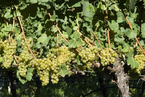 Grapes Growing Vineyard — Stock Photo, Image