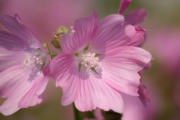 Schöne Botanische Aufnahme Natürliche Mauer — Stockfoto