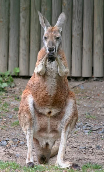 Doe Maar Zelfs Een Paar Sprongen — Stockfoto