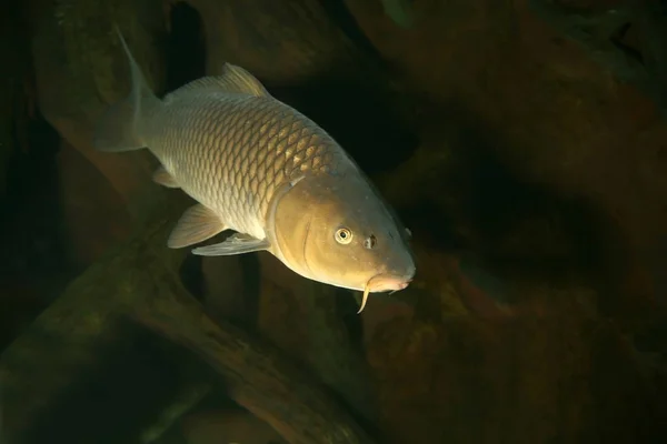 Marine Theme Wallpaper Underwater Shot — Stock Photo, Image