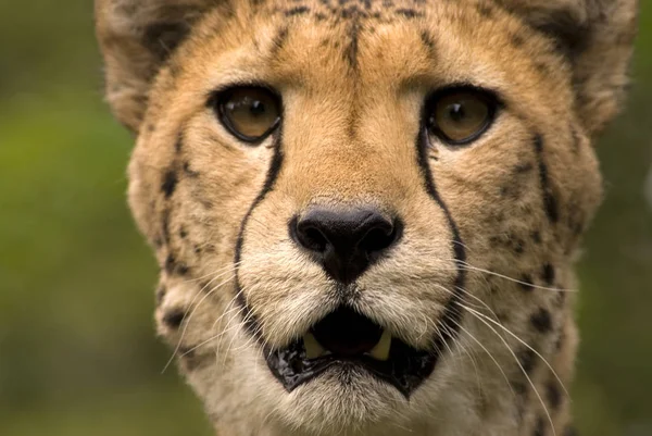 Predatore Felino Ghepardo Selvatico Mammifero — Foto Stock