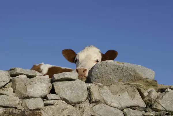 Vista Del Campo Ireland — Foto de Stock