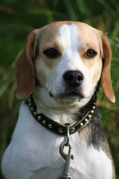 Porträtt Söt Och Bedårande Beagle Hund — Stockfoto