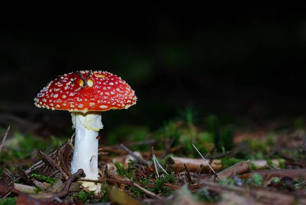 Paddenstoelen Kweken Bos Natuur Achtergrond — Stockfoto