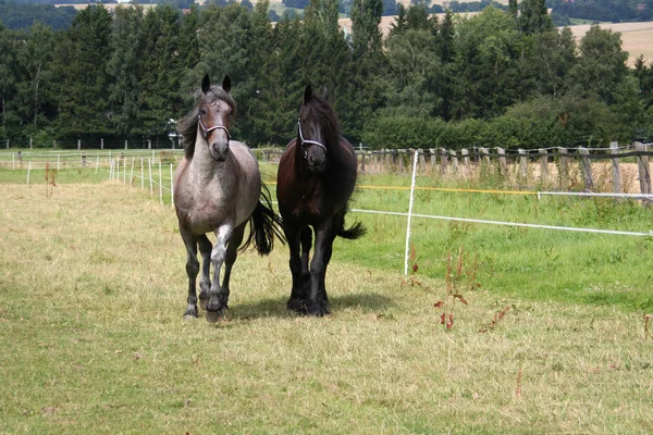 Paarden Overdag Buiten — Stockfoto