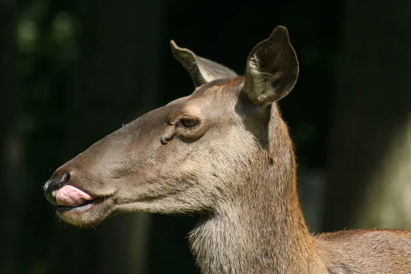 Maral Muestra Lengua — Foto de Stock