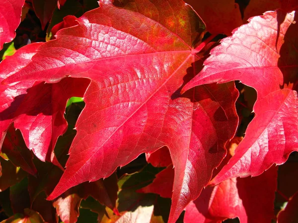 Folhas Vermelhas Flora Época Outono — Fotografia de Stock