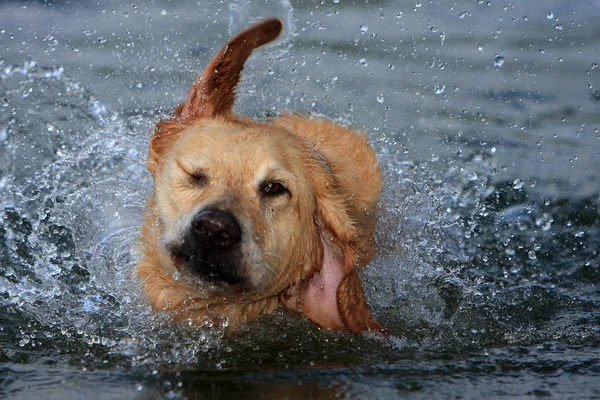 Portret Van Een Schattige Hond — Stockfoto