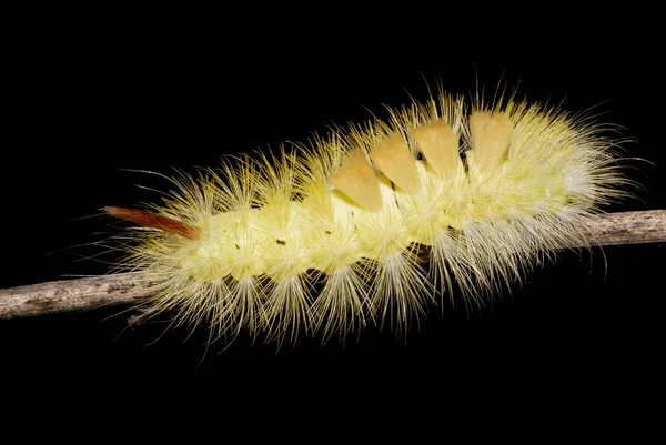 Beautiful Hairy Caterpillar — Stock fotografie