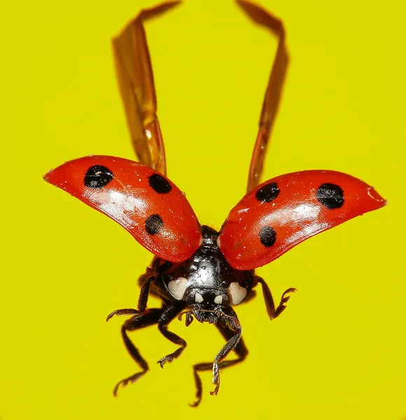 Uğur Böceği Böceğinin Yakın Plan Görüntüsü — Stok fotoğraf