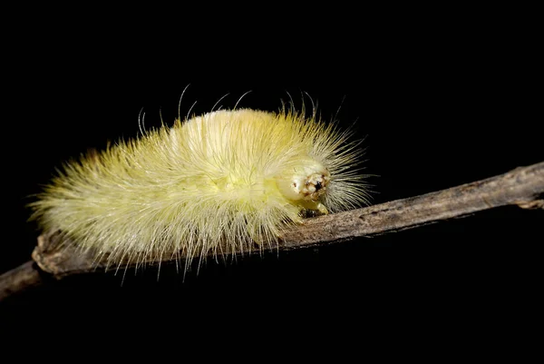 Raupeninsekt Kleiner Wurm — Stockfoto