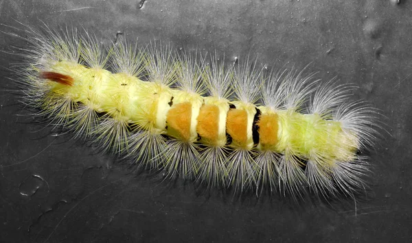 Caterpillar Insect Small Worm — Stock Photo, Image