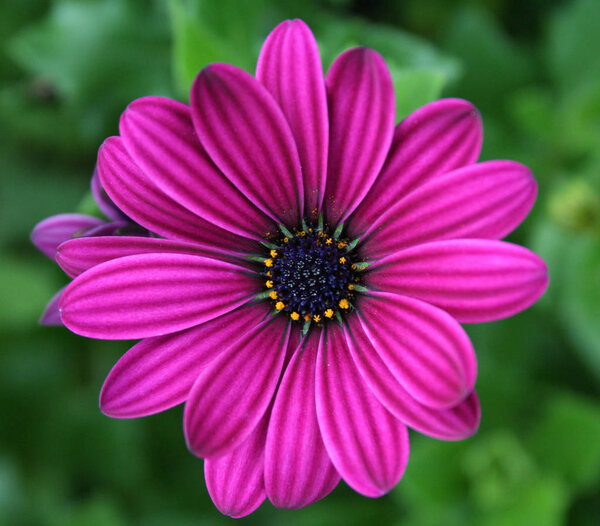 Beautiful Botanical Shot Natural Wall — Stock Photo, Image