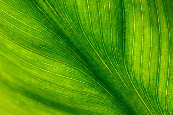 Зеленый Лист Текстуры Фона — стоковое фото