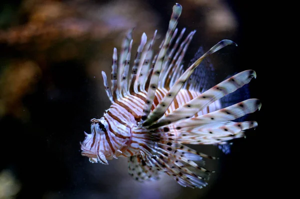 Lionfish Στη Θάλασσα Υποβρύχια Θαλάσσια Ζωή — Φωτογραφία Αρχείου