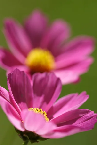 Schöne Botanische Aufnahme Natürliche Tapete — Stockfoto