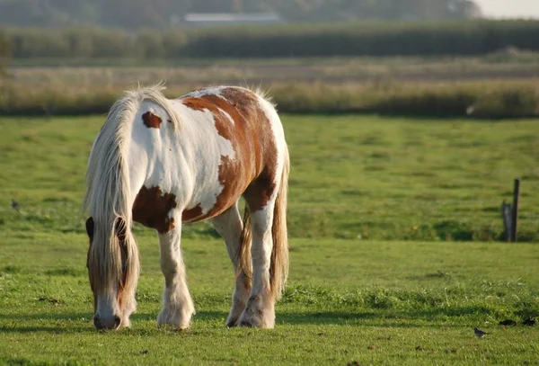 Hästar Utomhus Dagen — Stockfoto