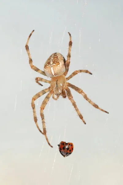 Spinneninsect Roofdier — Stockfoto