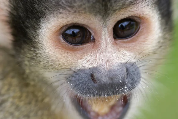 Macaco Animal Primata Vida Selvagem — Fotografia de Stock
