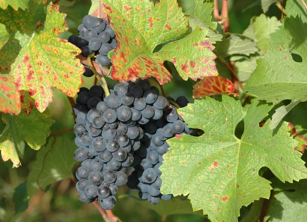 Videira Vinha Rural Conceito Uvas — Fotografia de Stock