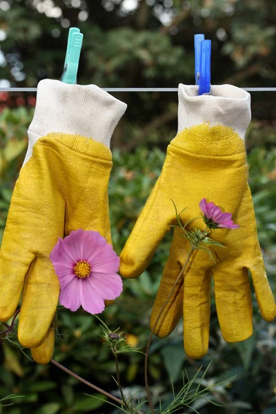 Une Paire Gants Jaunes Suspendus Corde Linge Dans Jardin — Photo