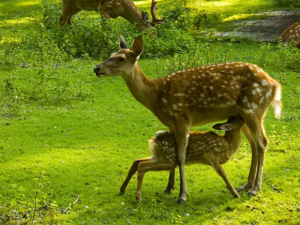 Foto Van Dier Zoogdier Hert — Stockfoto