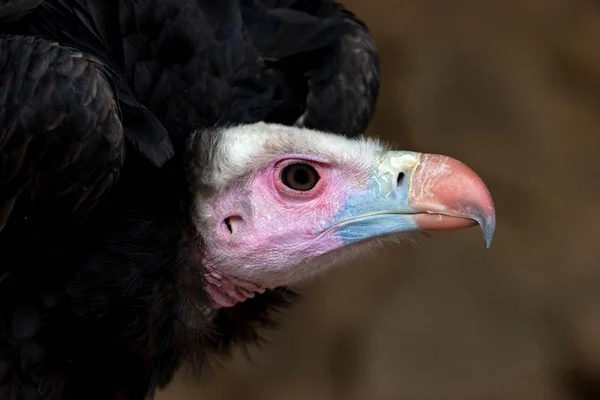 Vista Panorámica Hermoso Pájaro Naturaleza — Foto de Stock