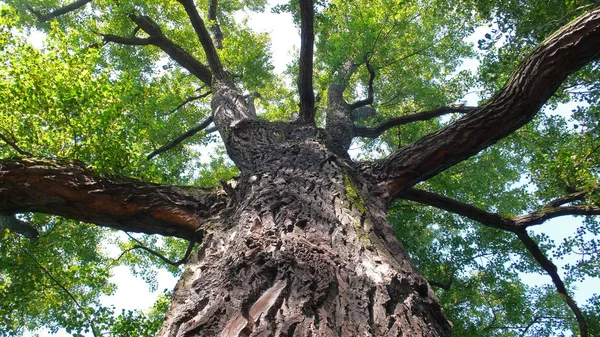 Velho Tília Árvore Alster — Fotografia de Stock