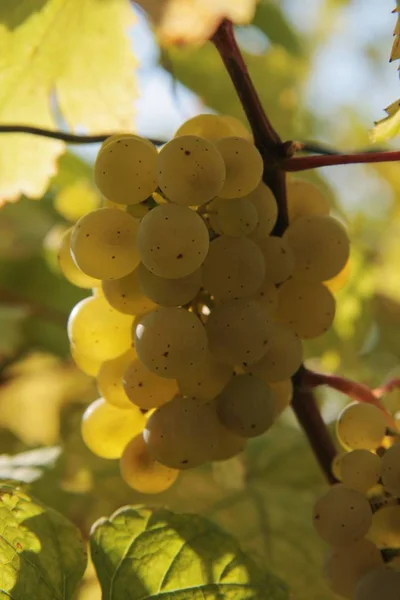 Raisins Poussant Sur Des Branches Arbres — Photo