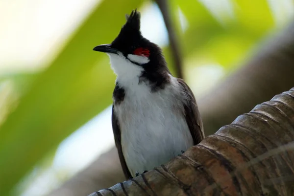 Schilderachtig Uitzicht Prachtige Vogel Natuur — Stockfoto