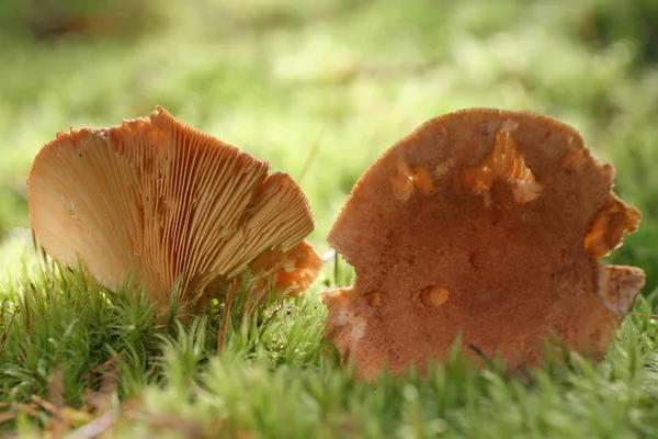 Cultivo Cogumelos Botânica Flora Fungo — Fotografia de Stock