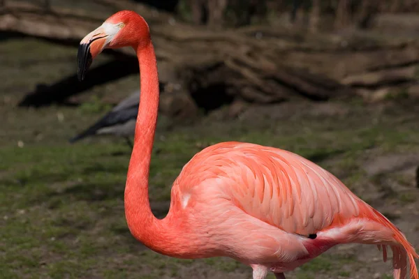 Flamingo Natuurlijke Vogel Achtergrond — Stockfoto