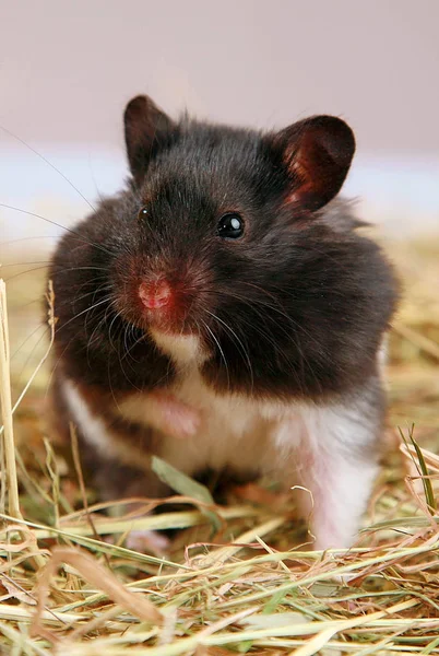 Söt Hamster Gräset — Stockfoto