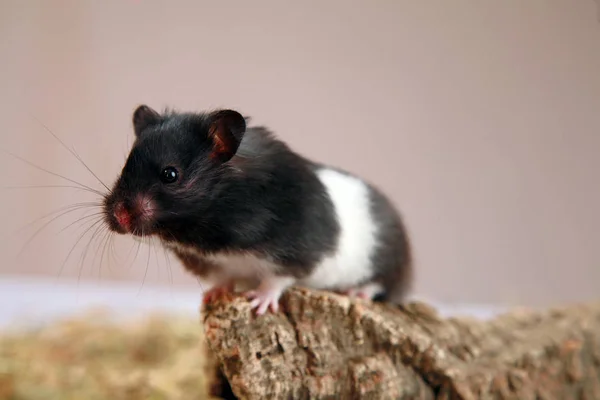 Hamster Bonito Grama — Fotografia de Stock