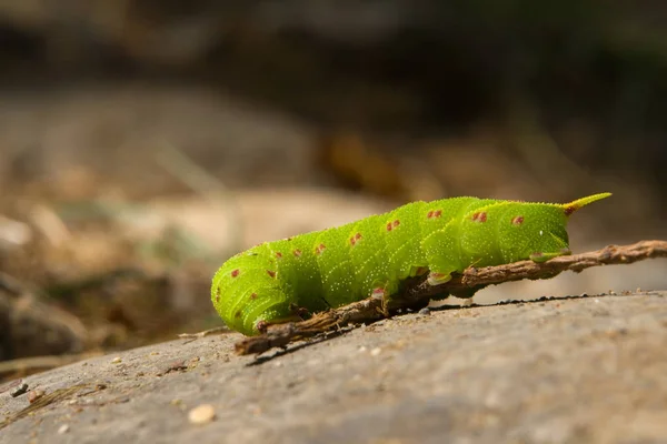 Raupeninsekt Kleiner Wurm — Stockfoto