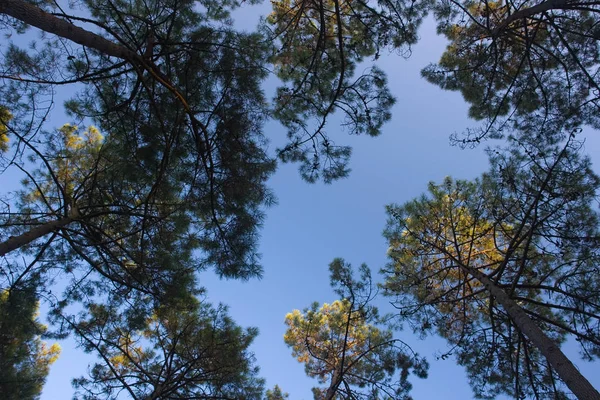 Bella Vista Sulla Natura — Foto Stock