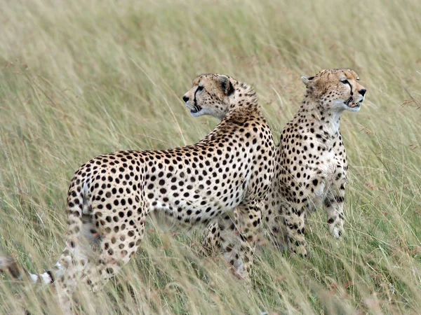 Gevlekte Cheeta Roofdier Grote Kat — Stockfoto