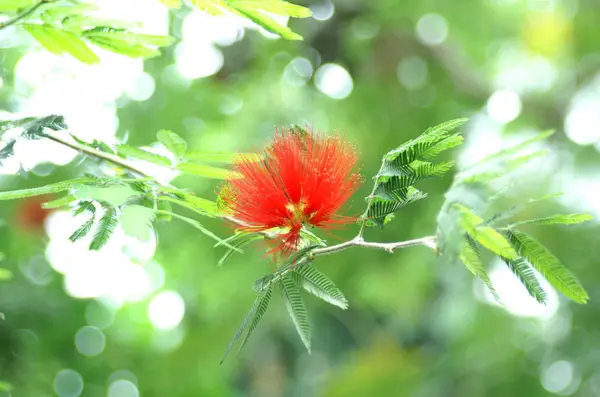 Flores Bonitas Fundo Conceito Floral — Fotografia de Stock