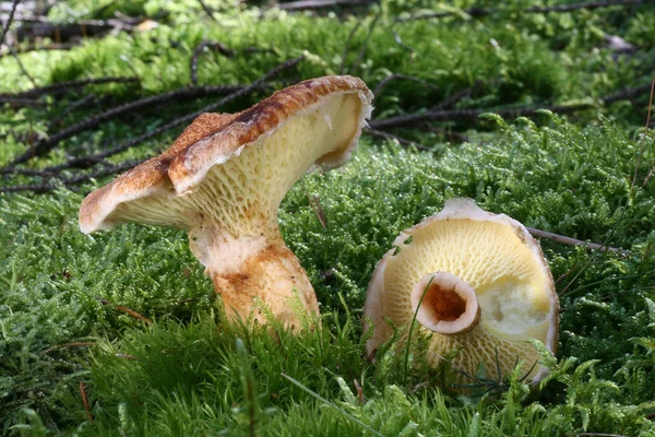 Sienten Kasvatus Metsässä Luontotausta — kuvapankkivalokuva