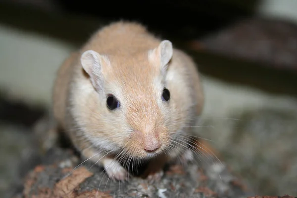 Ζερβίλ Μικρό Ποντίκι — Φωτογραφία Αρχείου