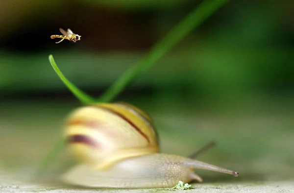 Schnecke Wirbellose Weichtiere — Stockfoto