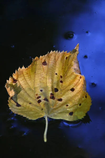 Prachtig Kleurrijk Herfstblad — Stockfoto