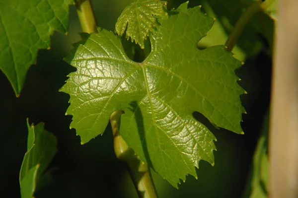 Feuilles Vertes Vigne Sur Fond Soleil — Photo