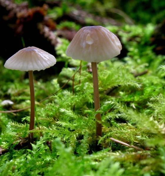 Pilze Pilzflora Und Botanik — Stockfoto