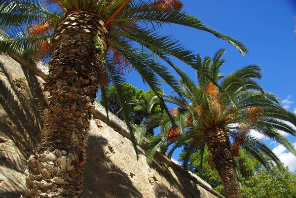 Palma Kanaryjska — Zdjęcie stockowe