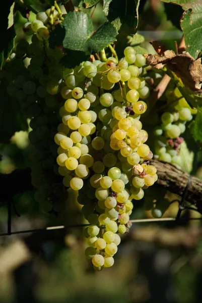 Uvas Que Crescem Vinha — Fotografia de Stock