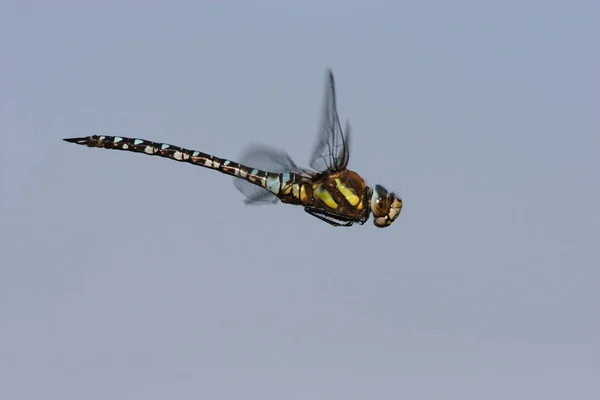 Closeup Macro View Dragonfly Insect — Stock Photo, Image