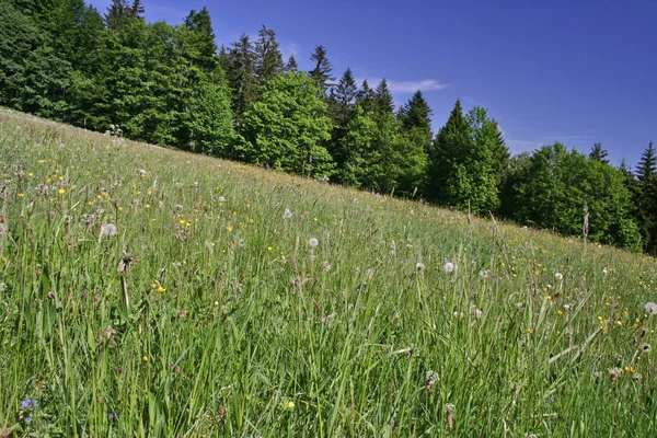 Eine Wiese Ist Ein Offenes Habitat Oder Feld Bewachsen Mit — Stockfoto